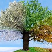 changing seasons