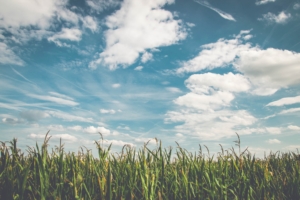 Is the grass really greener on the other side?
